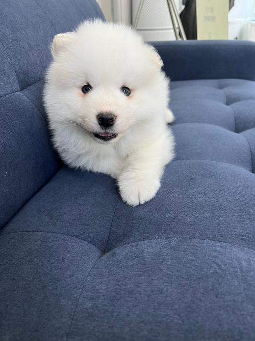 2개월 사모예드 공주님 연락주세요