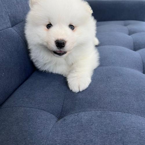 2개월 사모예드 공주님 연락주세요