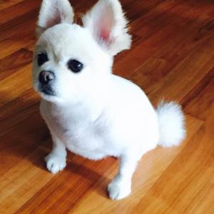 흰색 포메라니언 강아지 찾아요 ㅠㅠㅠ