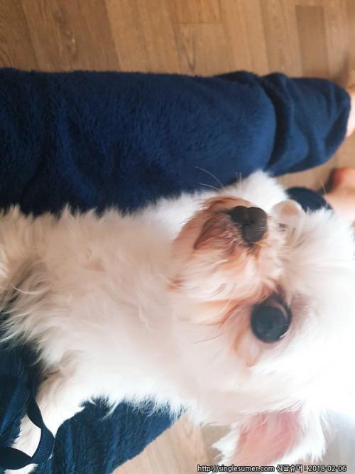 안산시 초지동 말티즈 한마리 보호 하고 있습니다.