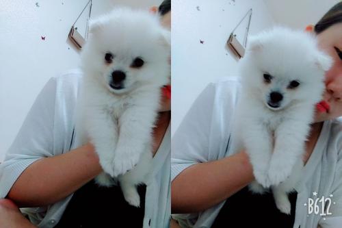 폼피츠 분양해드려요