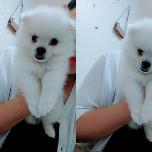 폼피츠 분양해드려요