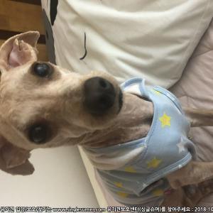 강아지 부산북구 푸들을 찾습니다