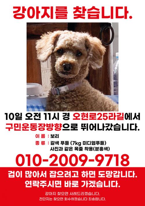 (서울강북구)갈색푸들 찾습니다.