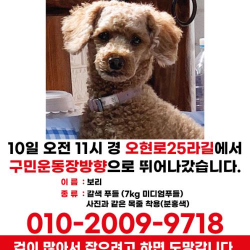 (서울강북구)갈색푸들 찾습니다.