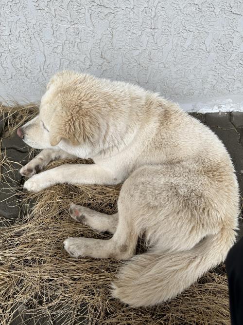 성산 고성리 진돗개 찾고계신분!!