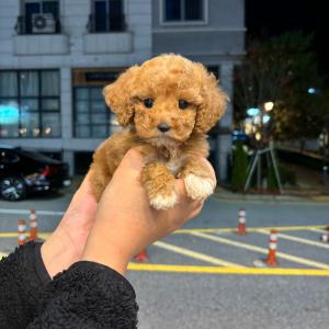 미니어처푸들 책임분양