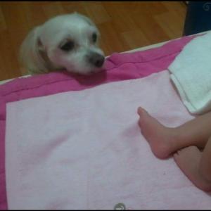 말티즈 찾습니다