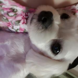 청주 복대동에서 분실한 말티즈 찾습니다