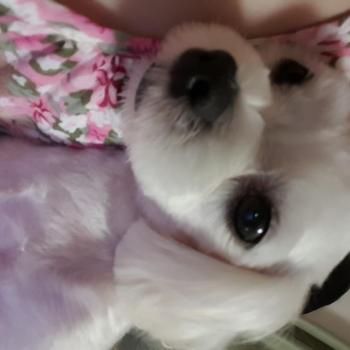 청주 복대동에서 분실한 말티즈 찾습니다