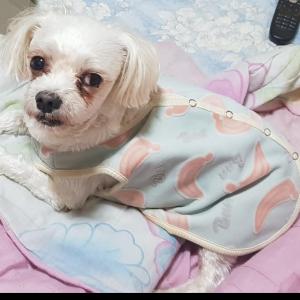 강아지를 찾습니다