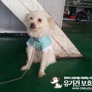 경기군포 발티즈 믹스견을 찾아요.