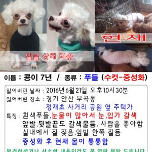 푸들 수컷 콩이 찾습니다ㅠ