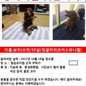 보리 찾았어요. 감사합니다(서울용산구 청파동)