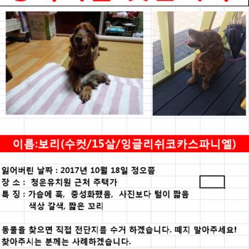 보리 찾았어요. 감사합니다(서울용산구 청파동)