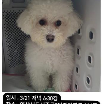 비숑 남아 3세 찾습니다 - 양산시 중부동 인근