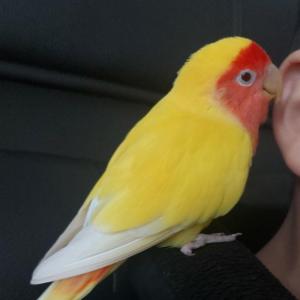 소중한 막내, 모란앵무 "망고"를 찾습니다