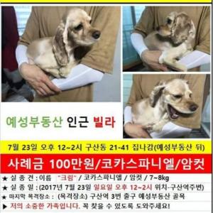 크림이를 찾습니다
