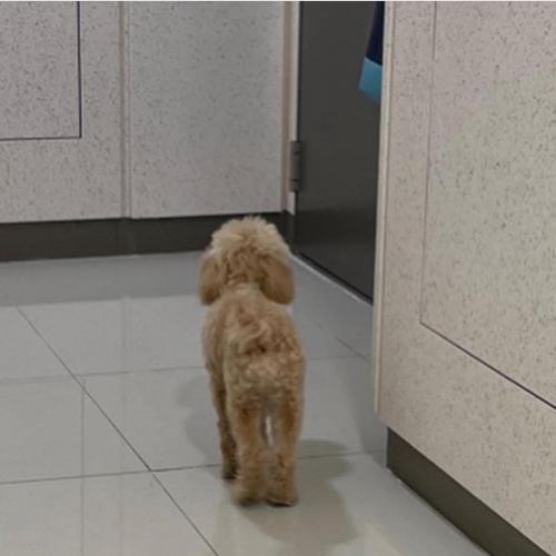 관저동 예미지 갈색 푸들 주인분