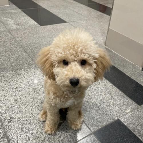 관저동 예미지 갈색 푸들 주인분