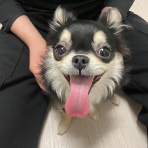 장모치와와 ?동탄1동 개나리공원