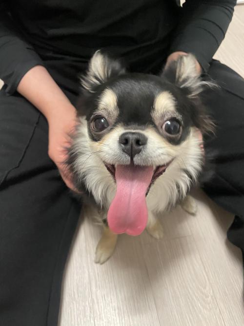 장모치와와 ?동탄1동 개나리공원