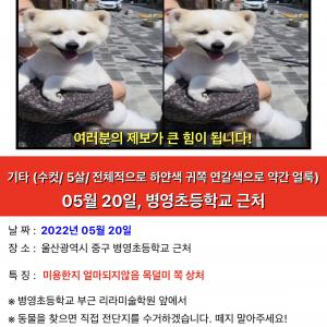 뽀용이를 찾습니다