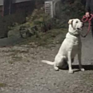 청평삼거리쪽에서 잃어서렸어요