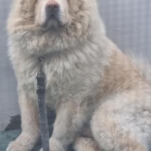 서대문구 홍제동 한마음슈퍼골목에서 차우차우잃어버렸어요.. 다른동네까지 간건지... 뮥격하시면 동네랑 사진찍어서 문자좀 주세요 전화주시던가요ㅜ