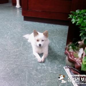 개를 찾습니다