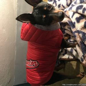 빨강색 패딩조끼를 입은 미니핀을 찾습니다