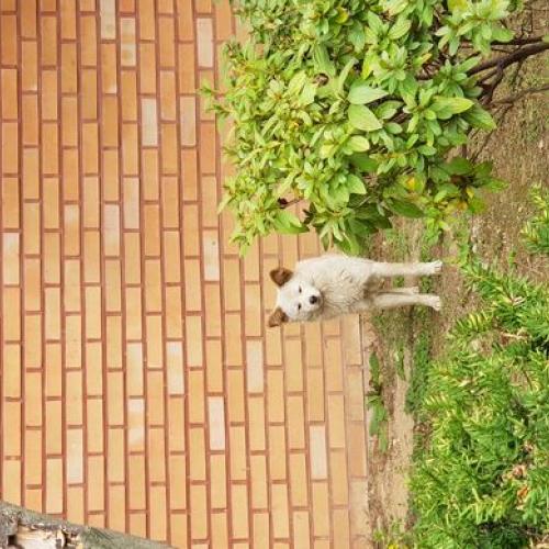 성남시 중원구 상대원초에서 발견