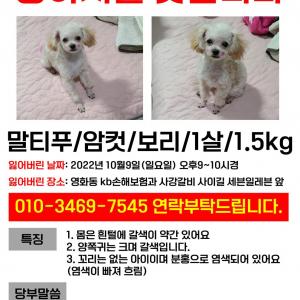 영화동 보리를 찾습니다