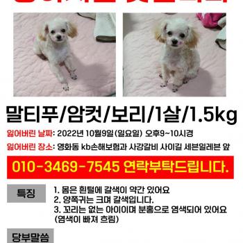 영화동 보리를 찾습니다