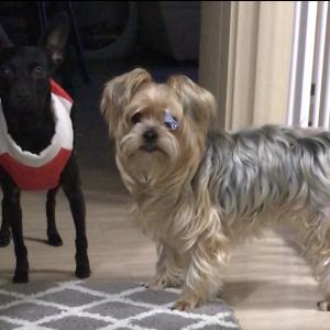 미니핀믹스 조이(5살)와 요크셔테리어 찬이(4살) 찾습니다