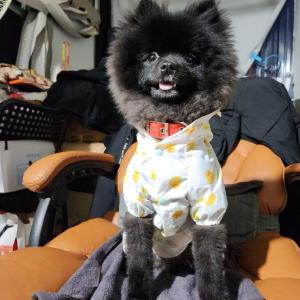 강아지를 찾았습니다^^