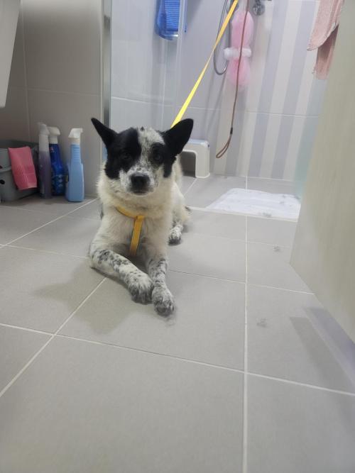 임보/입양처 찾습니다!