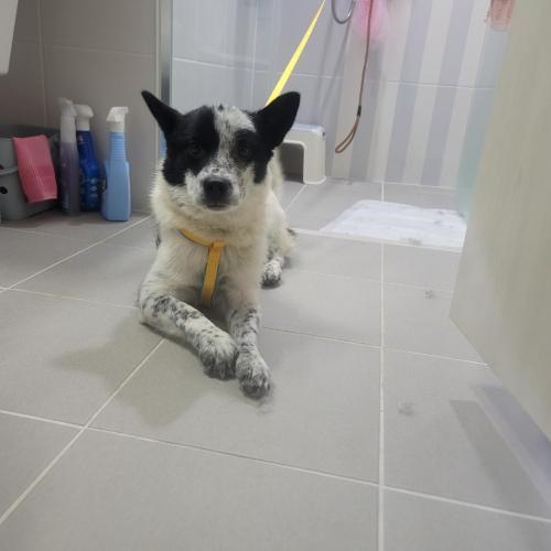 임보/입양처 찾습니다!