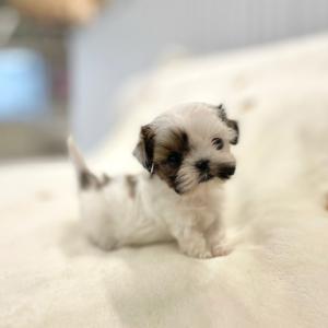 [ 35만원 ] 초미니 말티츄 분양해요..