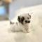 [ 35만원 ] 초미니 말티츄 분양해요..