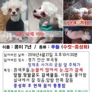 부곡동 콩이를 찾습니다