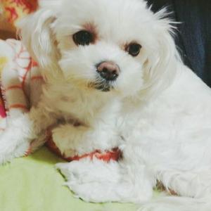 경기 파주 야동동에서 집나간 꼬마 찾습니다.