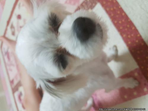 사천시 서포대교근처해안도로에서 흰색말티즈 주인찾아요