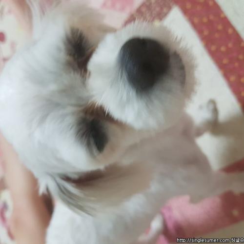 사천시 서포대교근처해안도로에서 흰색말티즈 주인찾아요