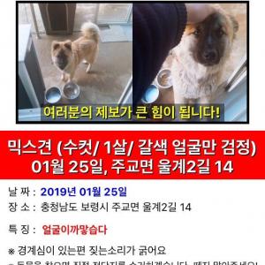 갈색에 코부분이 까만 잃어버린 개 찾아요