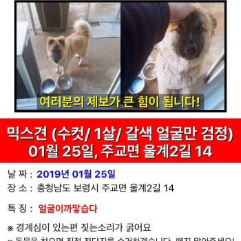 갈색에 코부분이 까만 잃어버린 개 찾아요