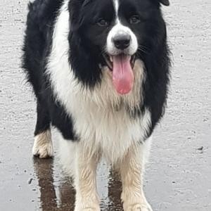 보더콜리 파이 를 찾습니다.