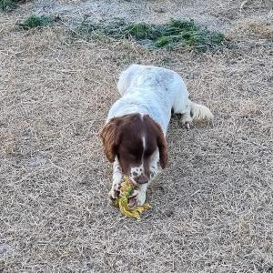 강아지 찾습니다