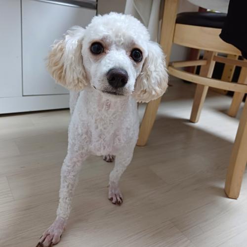 말티푸 1년 무료분양