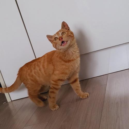 고양이 분양하실 분 찾고있습니다.